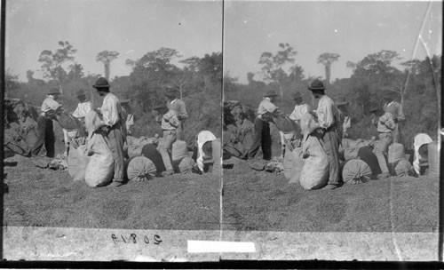 Sacking Coffee For Shipment, State of Sao Paulo, Brazil