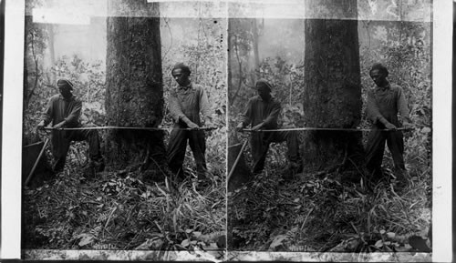 Sawing down a Gum Tree in the Dismal Swamp, Virginia