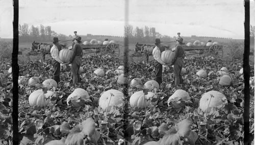 Loading Pumpkins, Washington