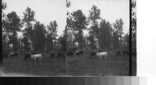 Short horn cattle in pasture on Edward Prince Ranch. Canada