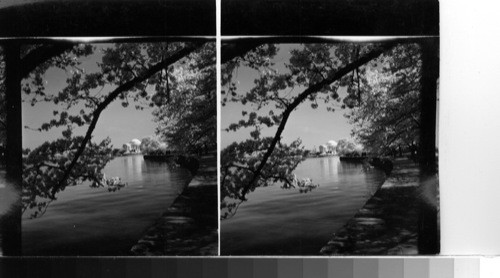 Jefferson Memorial, Cherry blossom time. Wash D.C