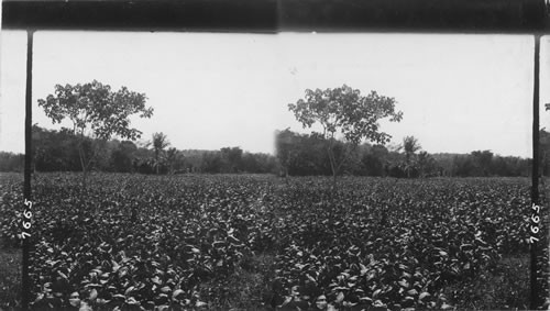 A field of tobacco, May Pen, Jamaica