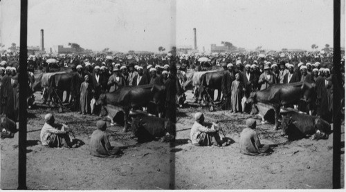 Cattle Bazaar, Cairo, Egypt