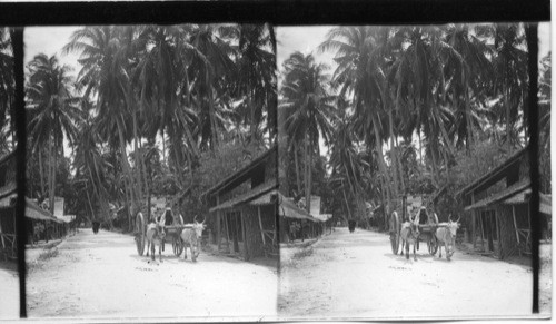 Bullock Carts in a Palm - shaded Village Street, India