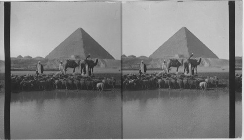 Shepherds tending their flocks by the Pyramids, Egypt