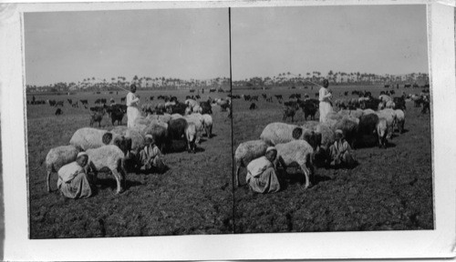 The Flocks and Herds of Egypt Grazing in the Nile Valley near Memphis