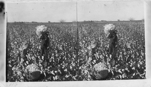 A field of snowy white. A cotton plantation near Dallas, Texas