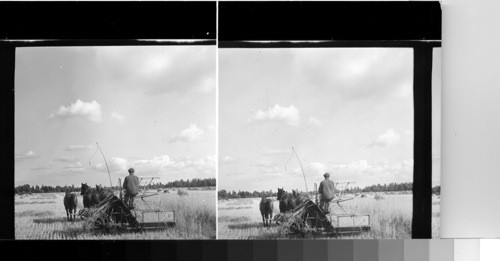 Vestergotland, Southern Sweden - Harvesting wheat in Vestergotland, of southern Sweden