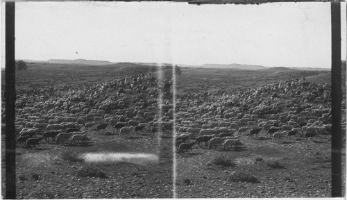 Baa! Baa! Baa! 3,000 Sheep Astray on a Mountain Range. Mont