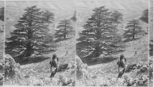 Cedars of Mt. Lebanon - once mighty groves that supplied wood for Solomon’s temple. Syria