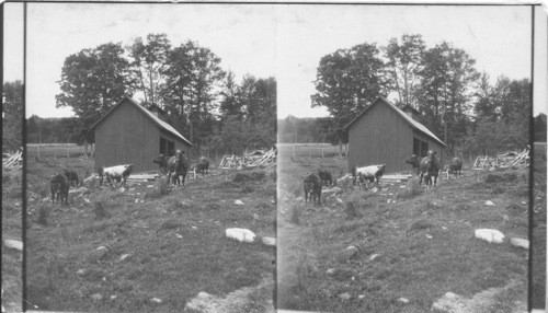 Cows in Rocky Pasture. Probably N. H