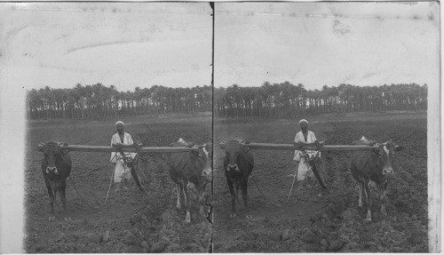 Plowing with Oxen on Site of Ancient Memphis