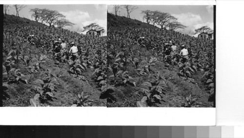 Puerto Rico - Tobacco farm on the mountain slopes between Cayey and Aibonito in the east-central part of the island. Sawders 1949