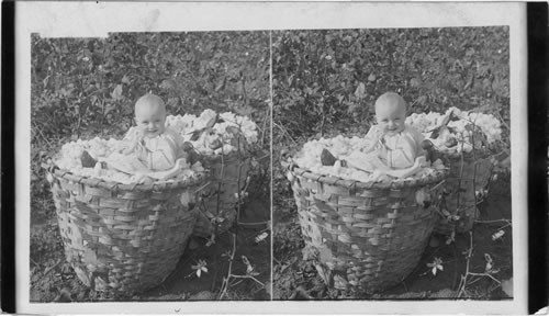 By-Crop in a cotton plantation. Georgia