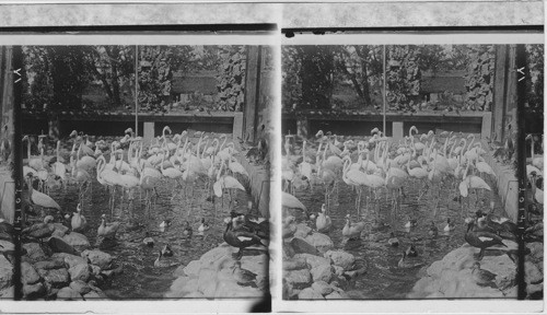 Royal birds in a royal garden, rose-red flamingoes in the Maharaja’s aviary, Jaipur, India