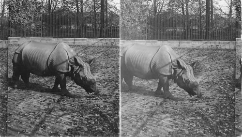 A rare specimen of a rare animal - wonderful Indian Rhinoceros in Bronx Park. N.Y.C