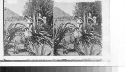 Extracting pulque from the maguey plant. Mexico's favorite drink, San Juan Teotihucan. Mexico