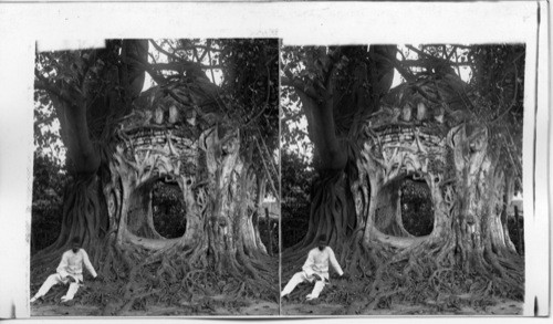 The strangest Mohammedan mosque in the world, built in the hollow of a great tree trunk, Calcutta, India