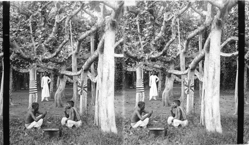 Beneath the Great Banyan Tree - Botanical Garden - Calcutta - India