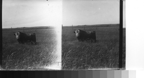 A "Cattalo Bull" a cross of a domestic cow and buffalo bull, Canada, Alta