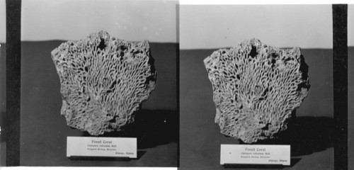 Fossil Coral Cladopora Reticulata Hall. Niagara Group. Siberian,Chicago. Field Museum, Chicago, Ill