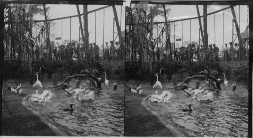 Pelicans at Play in the Pool, Mammoth Bird Cage, St. Louis World's Fair