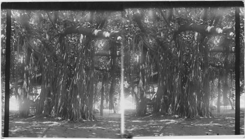 The great Banyan tree, largest in the Hawaiian Islands, Palace Grounds, Honolulu