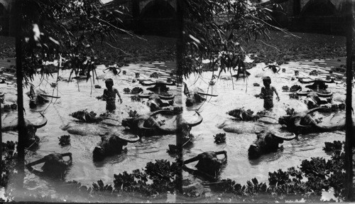 Carabaos taking a dip in the river at noon day. Philippines