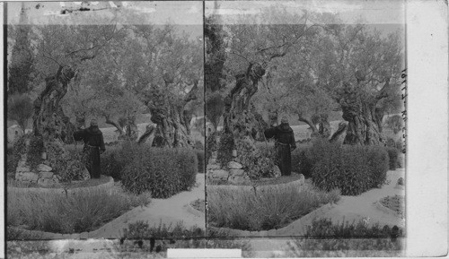 Ancient Olive Trees, Garden of Gethsmane, Palestine