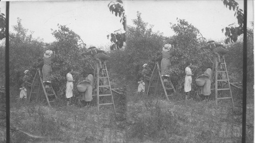 Picking Apples, Bloomfield, Ont