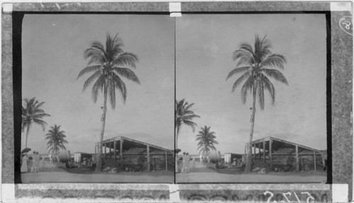 Gathering Coconuts at Piti, Isle of Guam, P.I