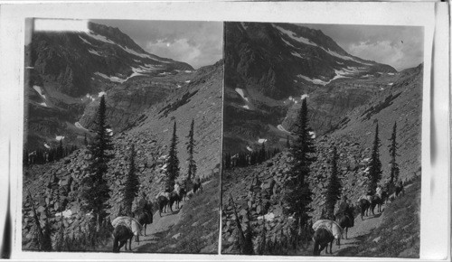 Sunshine Verdure and Snow Banks Along Trail to Lincoln Pass, Glacier National Park. Montana