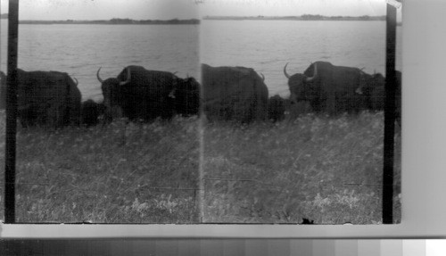 Left to right: cow yak, bull yak and leifer yak, Wainwright Animal Farm. Alta