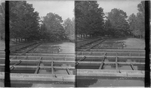 Feeding trout in rearing pools at Wayne Co., Penna