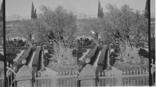 Garden of Gathsemane - Jerusalem. Palestine