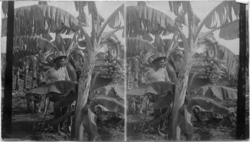 Banana tree, Hawaii