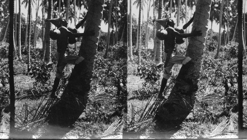 A Moro climbing the coconut tree, Philippines. (Moros of Mindanao - E.E. Baker)