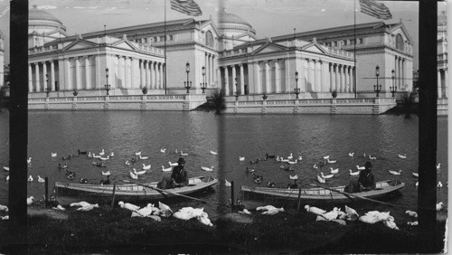 The merry little ducks, World's Columbian Exposition