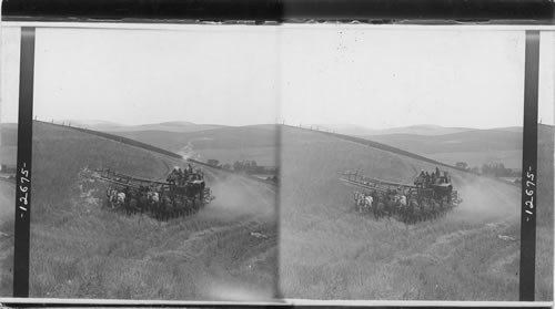 Twenty-six horse combined harvester at work-reaping, threshing and sacking, Washington