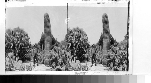 A giant cactus, in a vegetable paradise. Riverside, California