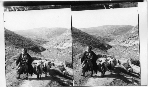 A shepherd in Davids Home country leading flocks over Judean hills. Palestine