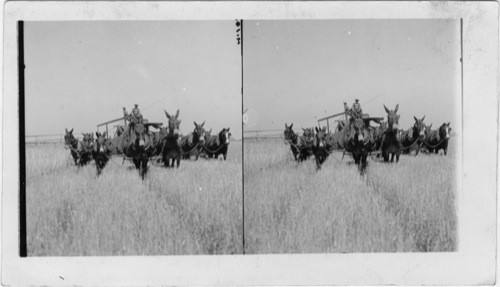 Harvesting with a 26 mule team on a bonanza wheat farm, Idaho