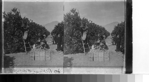 Expert pickers at work in a citrus grove, Redlands, Calif