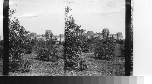 The Raymond and its orange groves, Pasadena, Calif