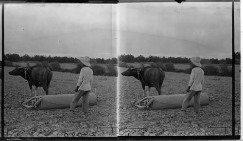 Rolling down the fields after planting with heavy wooden rollers, Island of Luzon. P.I