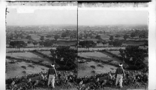 Gaza, lowland stronghold of the Philistines, from the southeast, Palestine