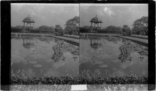 Lily Pond, in Garfield Park, Chicago, Ill