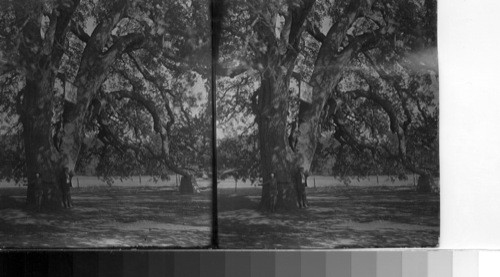 18 Page 15 3.8.27 Box 5 The "Sir Joseph Hooker Oak.," Chico, Calif