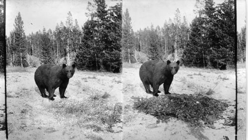 Bear on feeding ground, Yellowstone Natl. Park. Wyoming