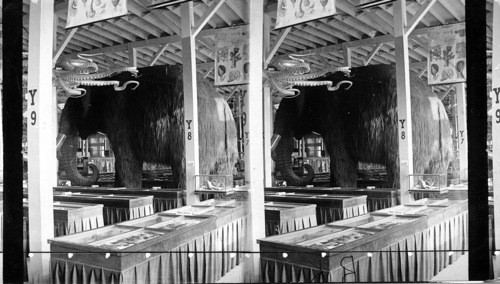 The Great Mastodon, Anthropological Building, World's Columbian Exposition. Smithsonian Institution